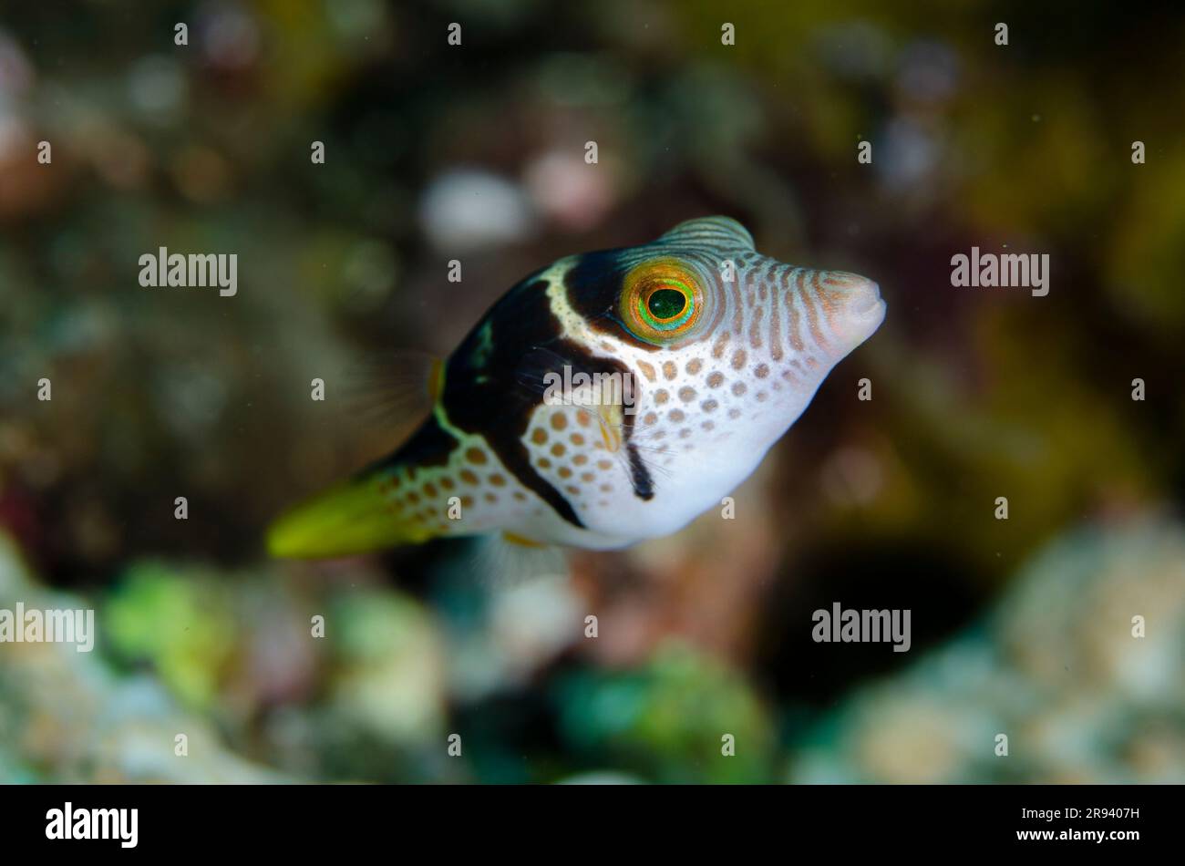 Black-saddled Toby, Canthigaster valentini, Sidem Dive Site, Tulamben, Karangasem Regency, Bali, Indonesia Stock Photo