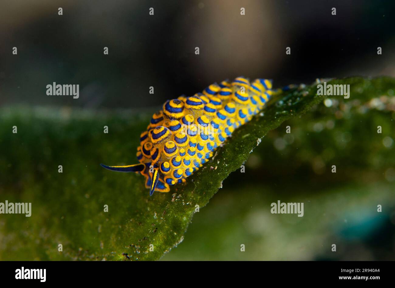 Ornate Stiliger Sea Slug, Stiliger ornatus, on  green algae, Avrainvillea sp, Bulakan Dive Site, Tulamben, Karangasem Regency, Bali, Indonesia Stock Photo