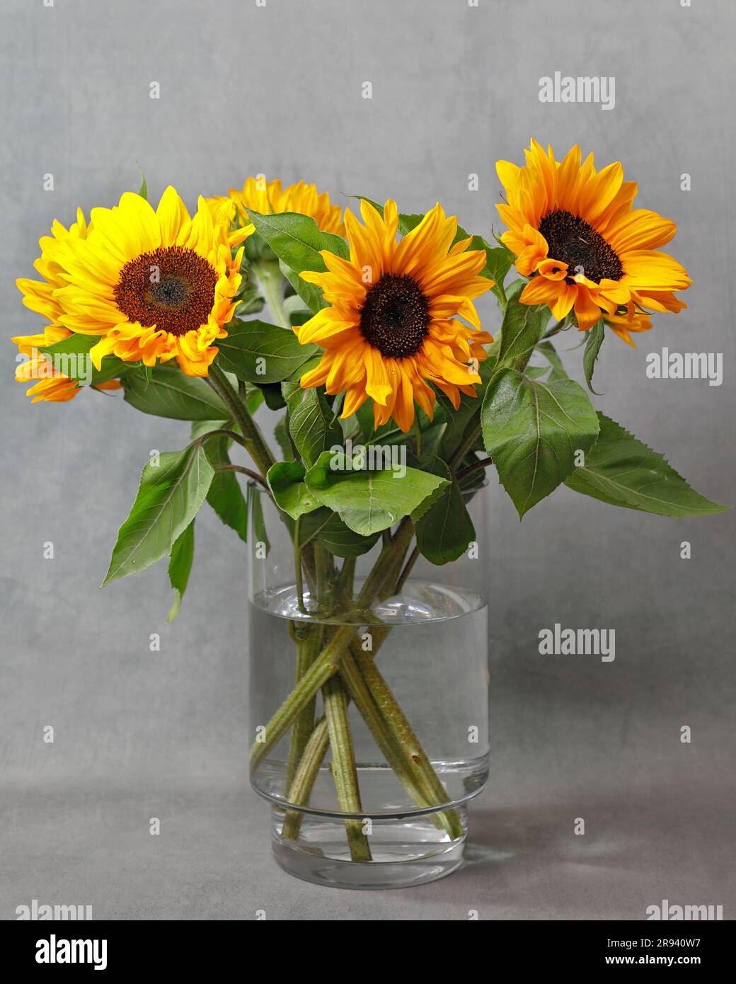 Pretty sunflowers in a glass vase on a grey background Stock Photo - Alamy