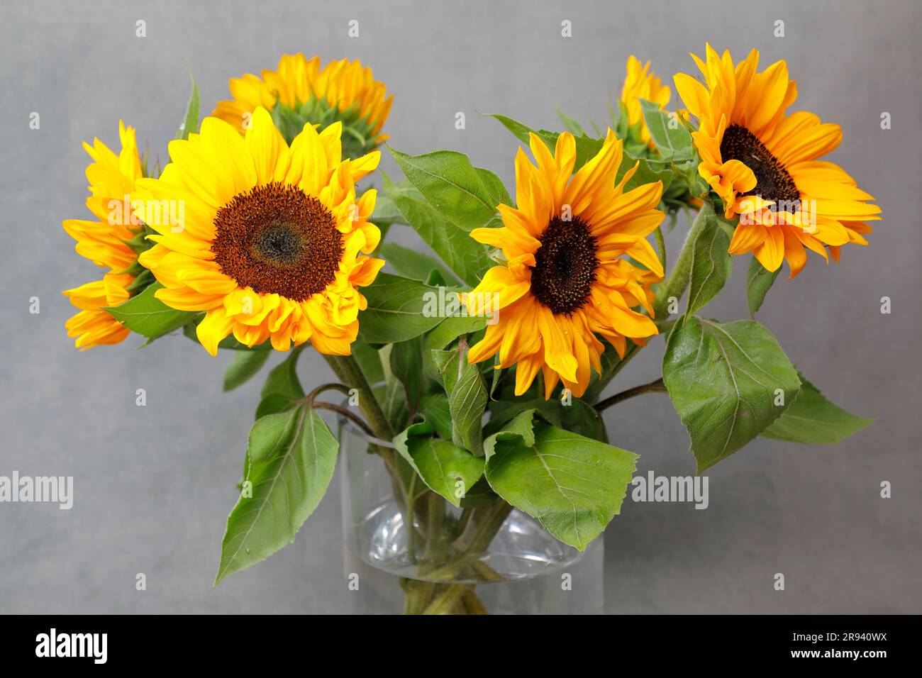 Pretty sunflowers in a glass vase on a grey background Stock Photo - Alamy