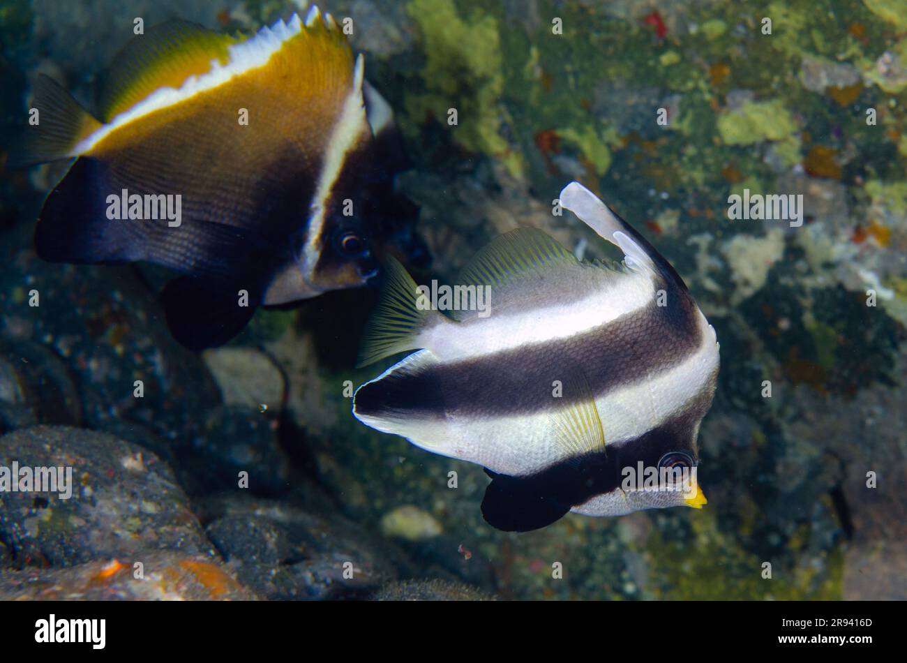 Humphead Bannerfish, Heniochus varius, with Pennant Bannerfish, Heniochus chrysostomus, Gili Tepekong dive site, Candidasa, Bali, Indonesia Stock Photo