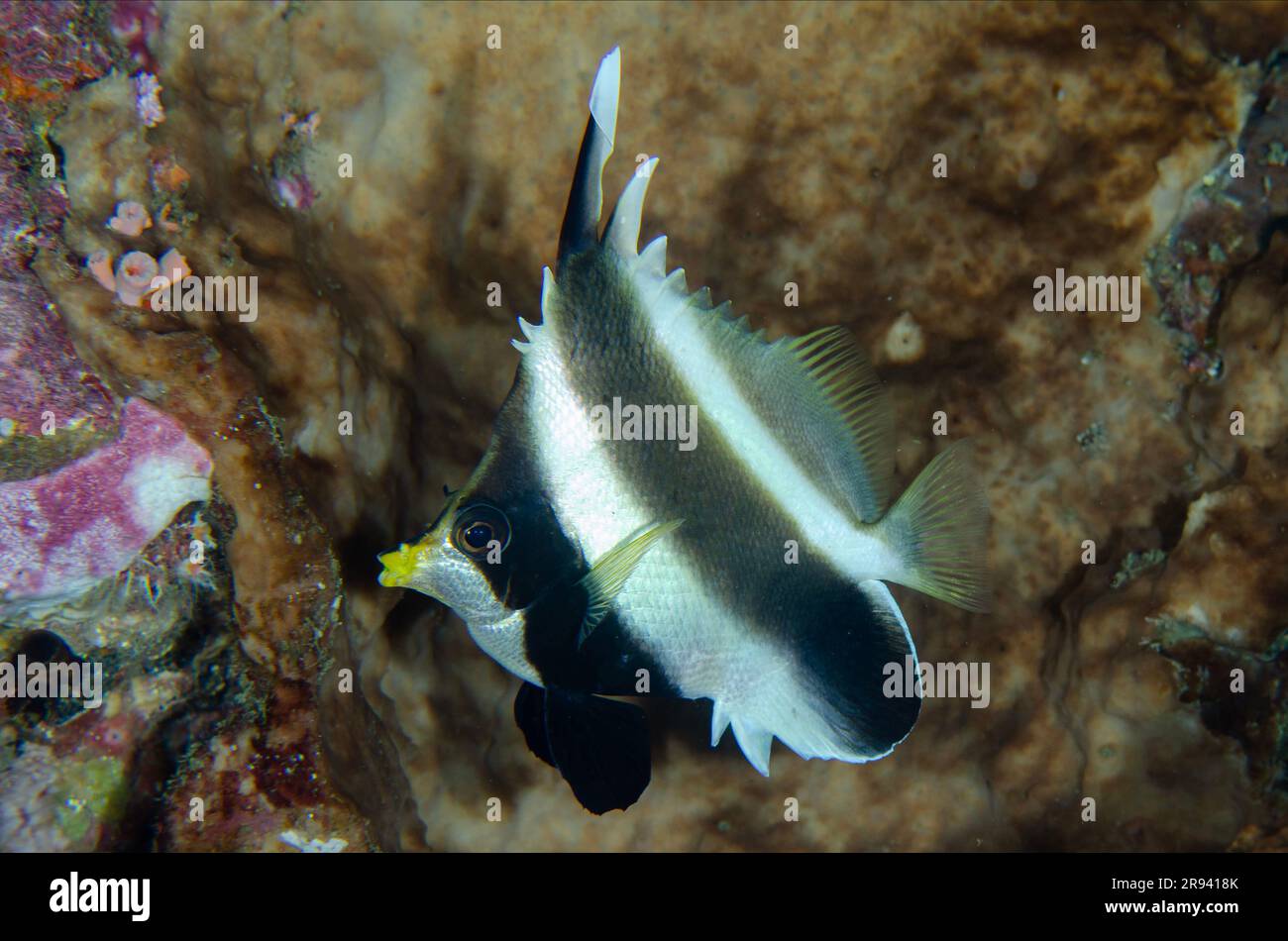 Pennant Bannerfish, Heniochus chrysostomus, Gili Tepekong dive site, Candidasa, Bali, Indonesia Stock Photo