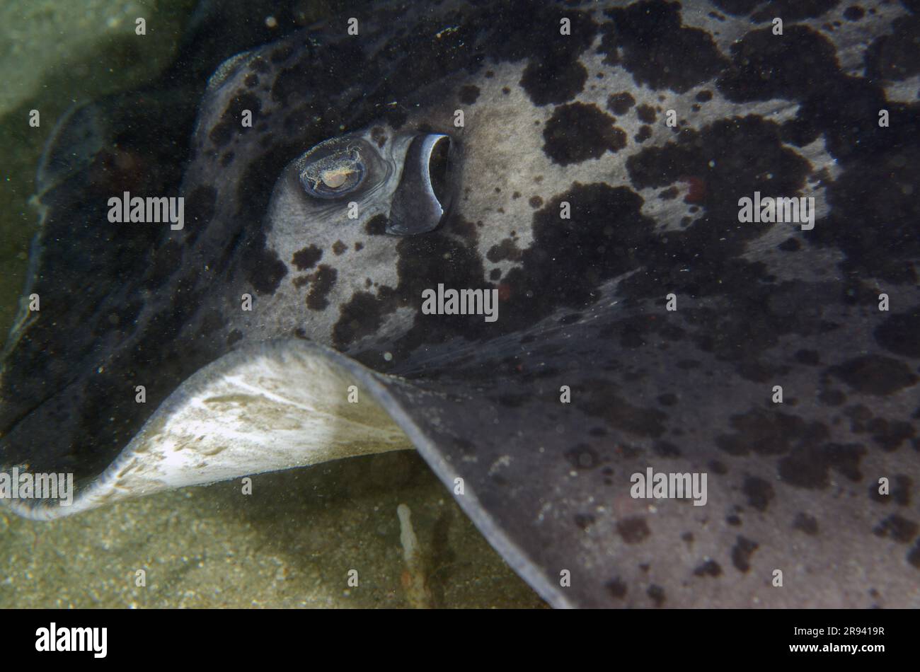 Marbled Stingray, Taeniura meyenis, in cave, classified as Vulnerable