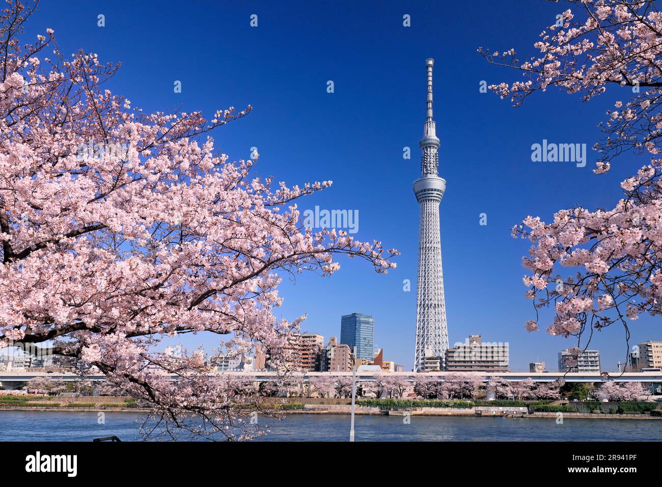 Cherry blossoms and Sky Tree in Sumida Park Stock Photo Alamy