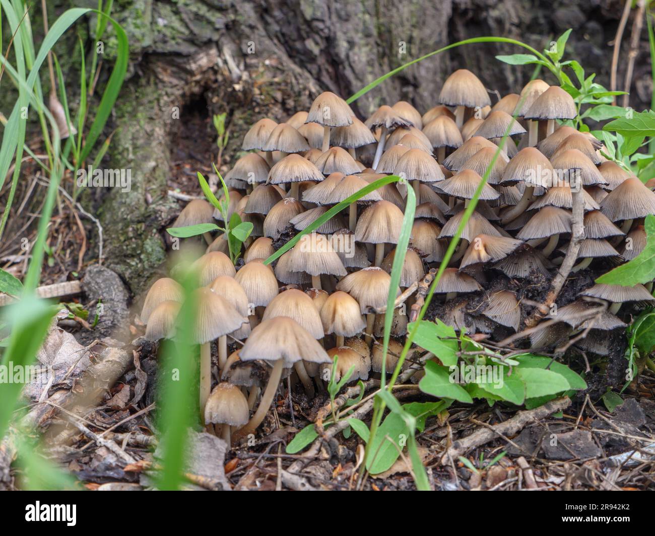 A large cluster of Sulphur Tuft (Hypholoma fasciculare) poisonous mushrooms with hemispherical caps growing near the roots of rotting tree trunk. Stock Photo