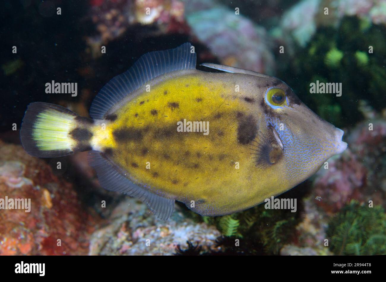 Spectacled Filefish, Cantherhines frontincinctus, with dorsal fin spine, Turtleneck dive site, Candidasa, Bali, Indonesia Stock Photo
