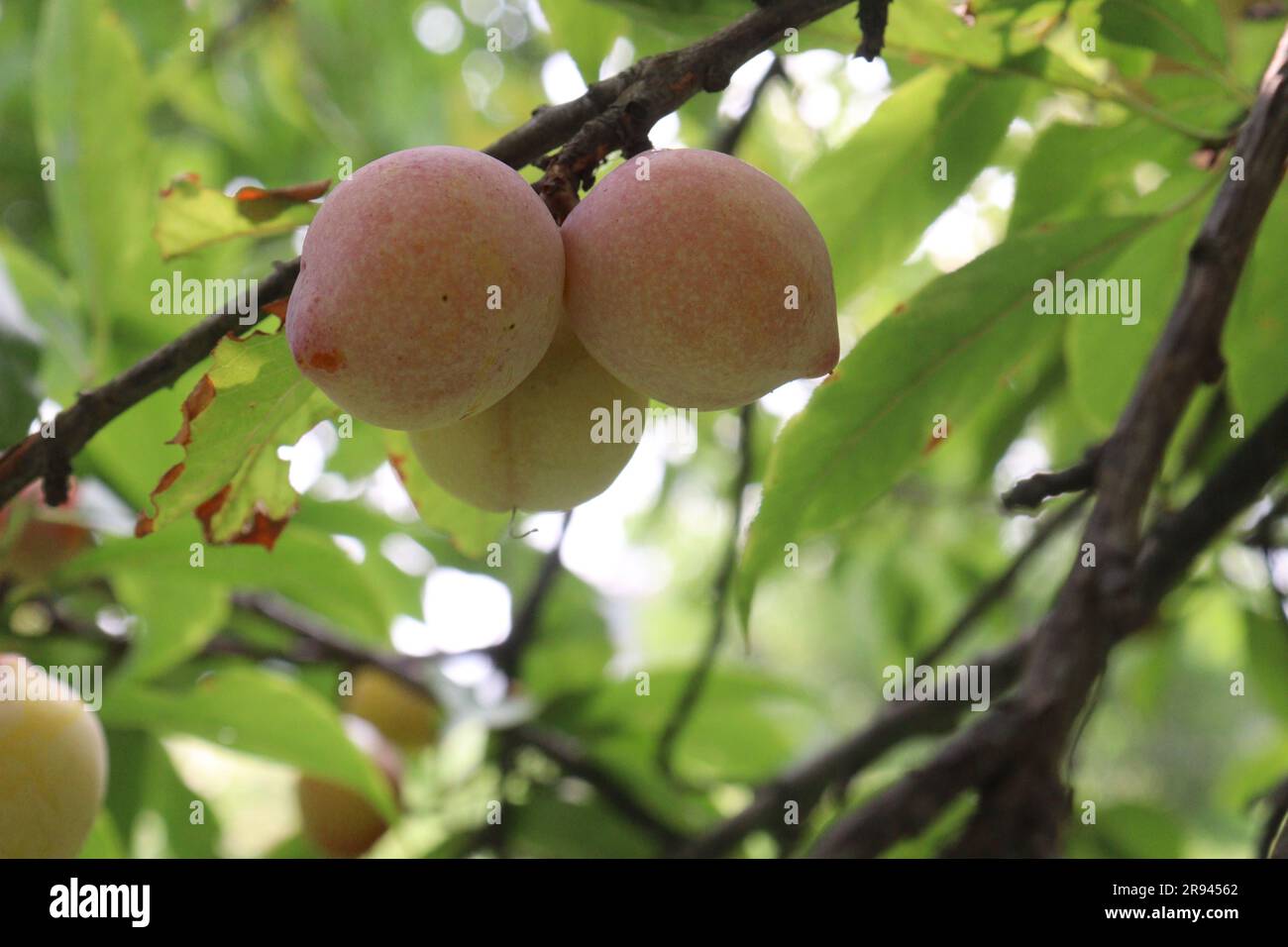 Apricot fruit on tree in farm for harvest are used fruit and spice