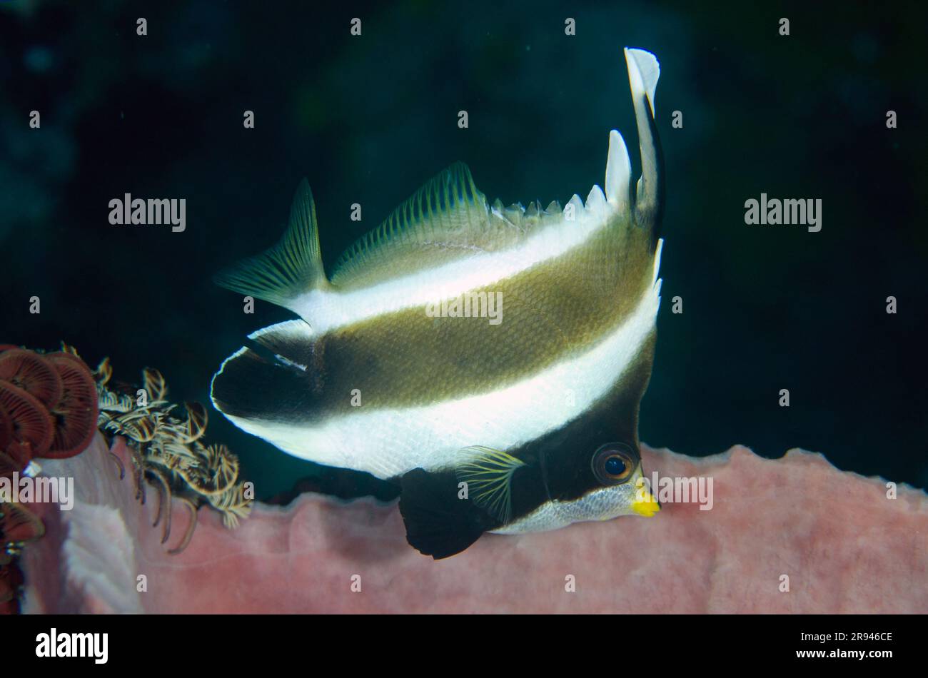 Pennant Bannerfish, Heniochus chrysostomus, by Barrel Sponge, Xestospongia testudinaria, Gili Tepekong dive site, Candidasa, Bali, Indonesia Stock Photo