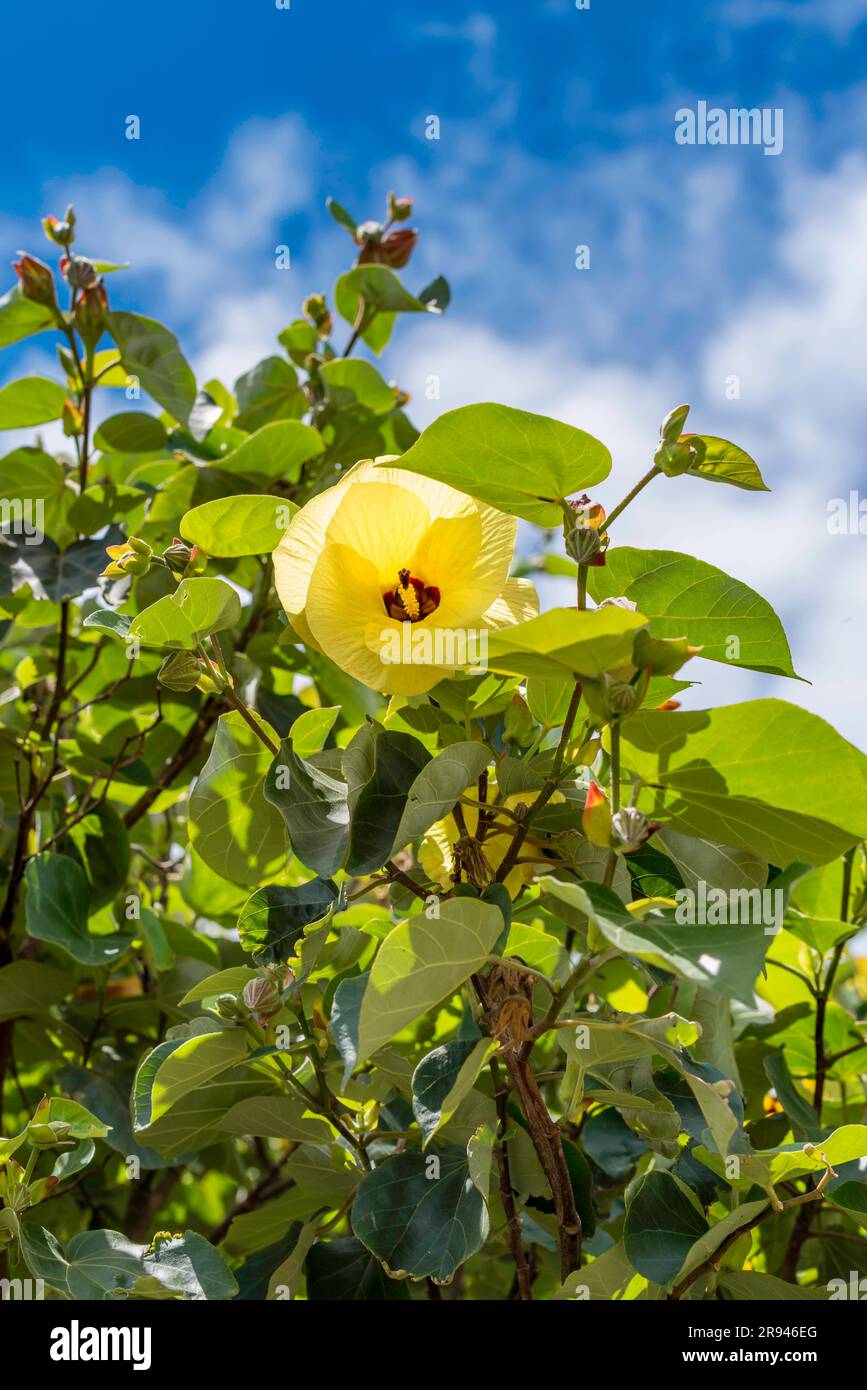 Detail of a large mature Sea Hibiscus (Hibiscus tiliaceus) Malvaceas at Raleigh Reserve in the Sydney coastal suburb of Dover Heights, NSW, Australia Stock Photo