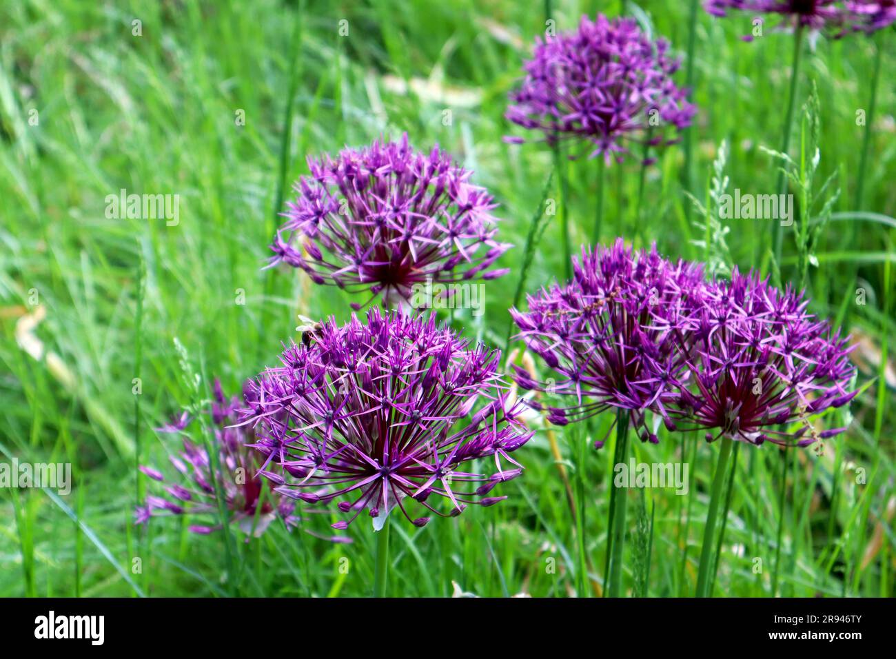 Bright large purple flowers of Allium Sensation with a small bee on a summer day Stock Photo