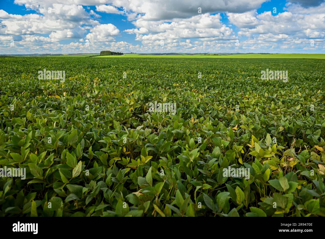 Large soybean plantation in brazil hi-res stock photography and images ...