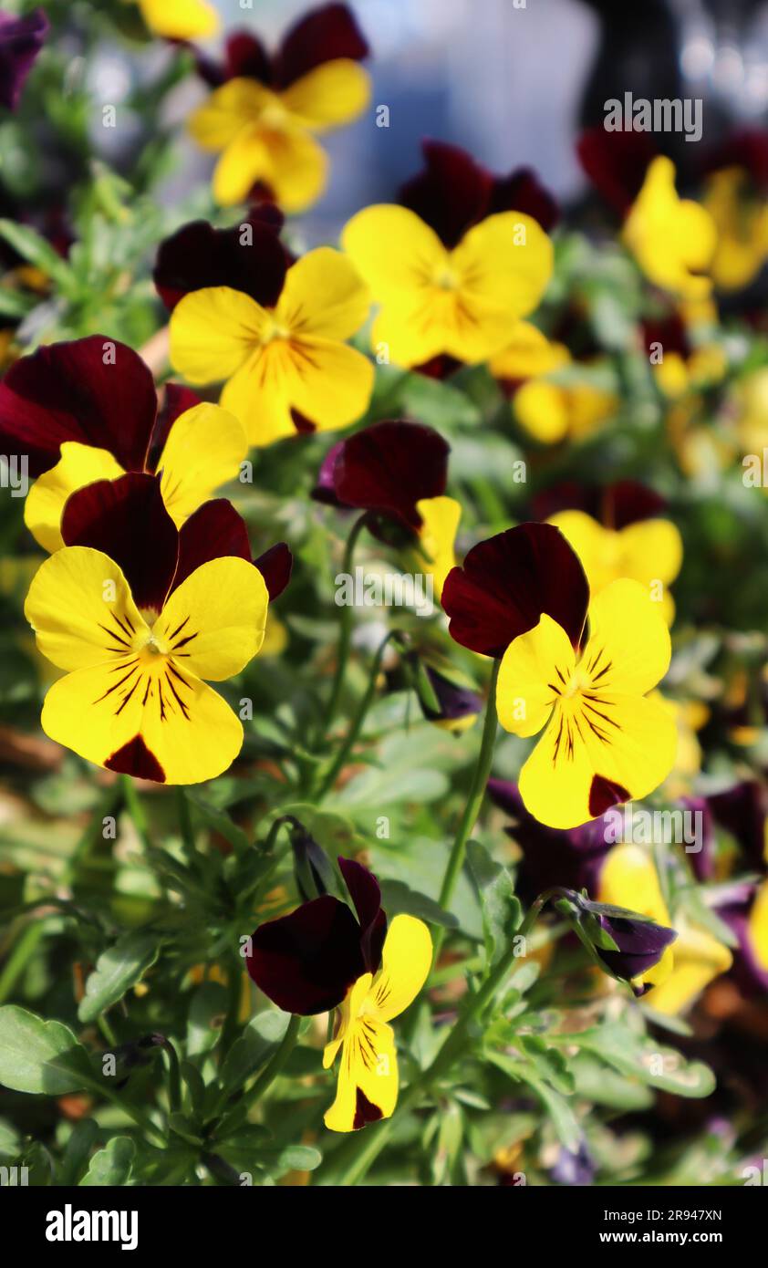 Bright summer small yellow-purple flowers of pansies on a sunny day Stock Photo