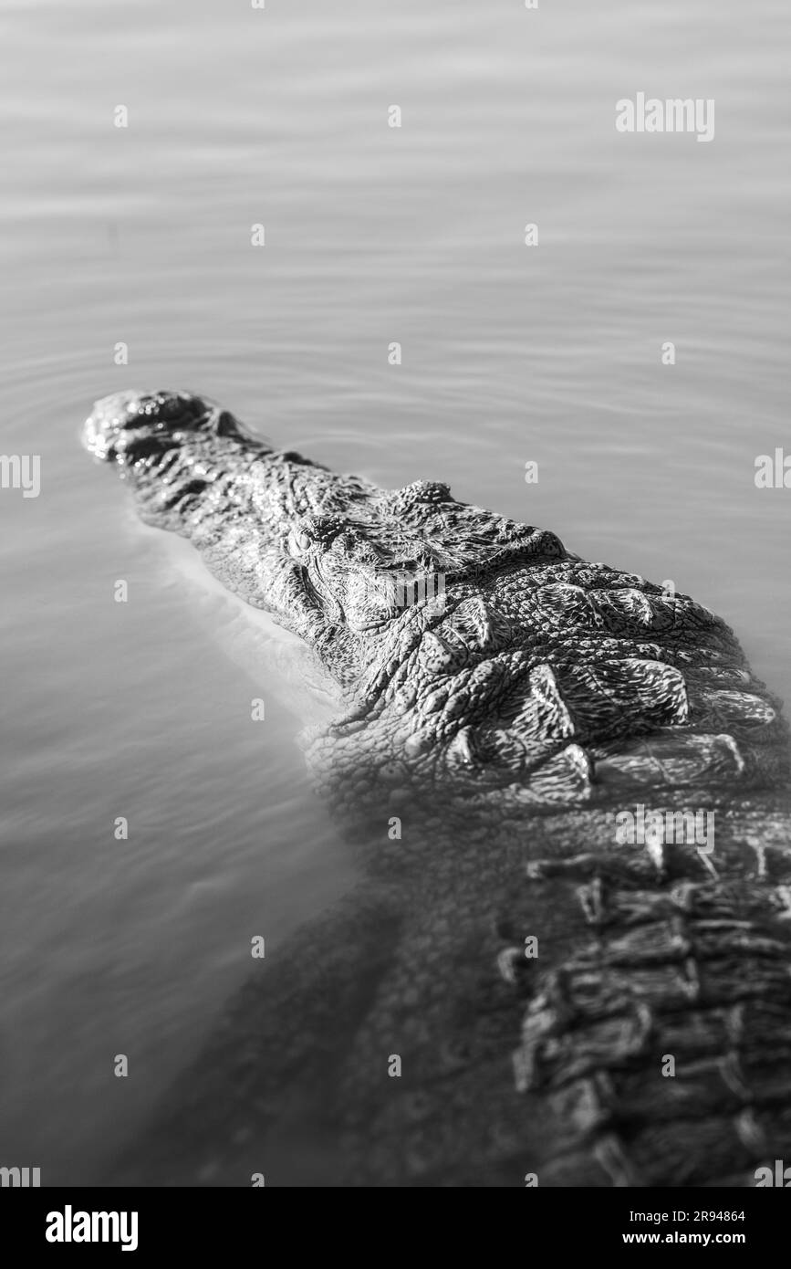A grayscale shot of details on a crocodile swimming in the Riviera Maya Stock Photo