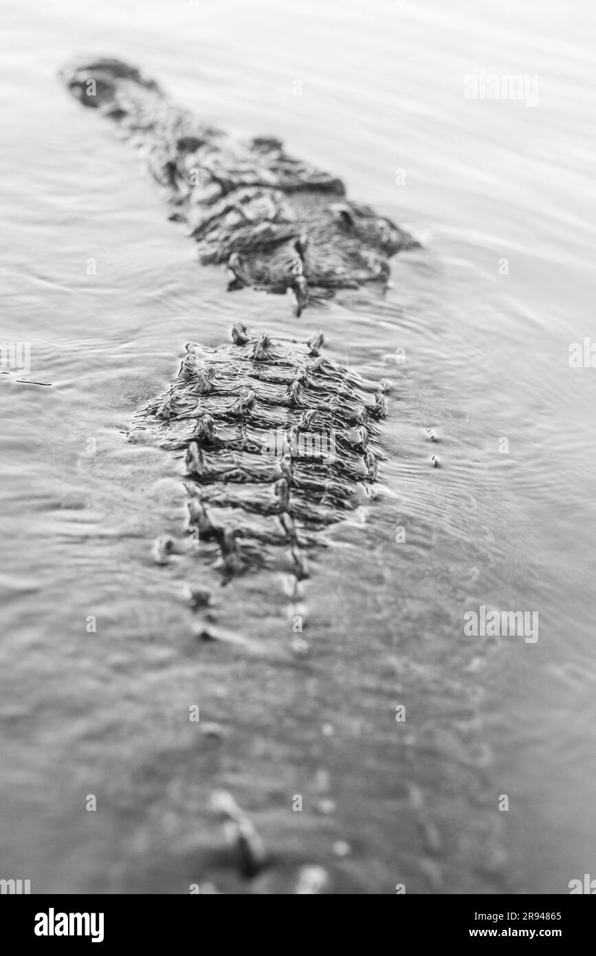 A grayscale shot of details on a crocodile swimming in the Riviera Maya Stock Photo