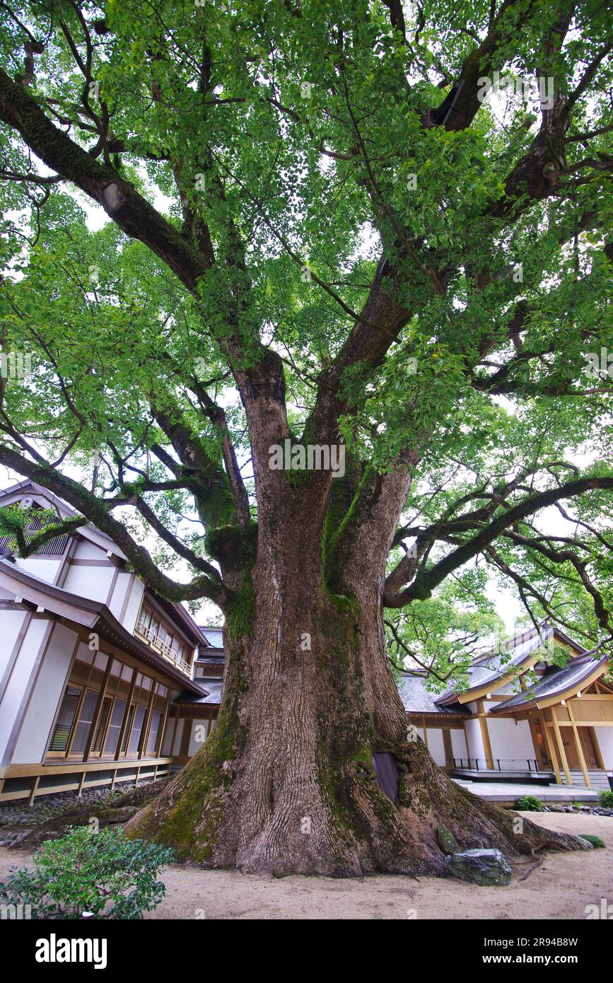 Large camphor tree at Dazaifutenmangu shrine Stock Photo