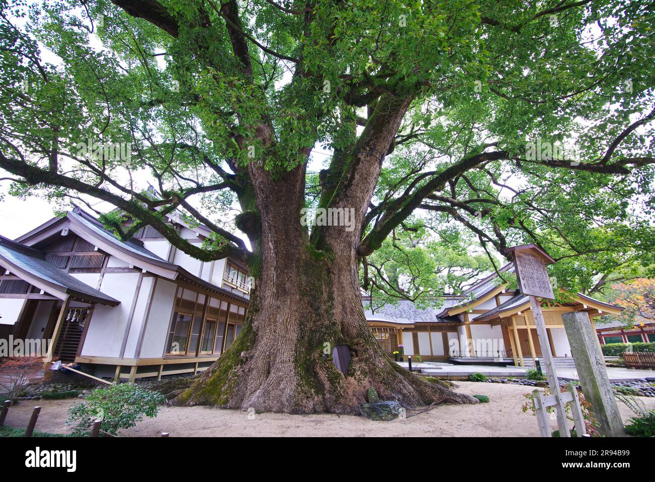 Large camphor tree at Dazaifutenmangu shrine Stock Photo