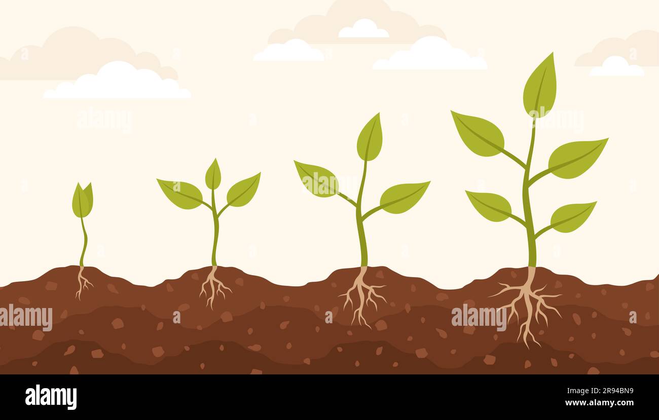 Infographics of plant growth phases. Plants planted in the ground. Flat