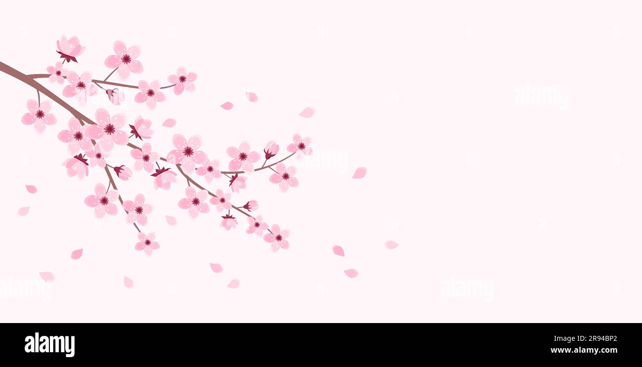 Pink cherry blossom branch with falling petals on a soft pink ...