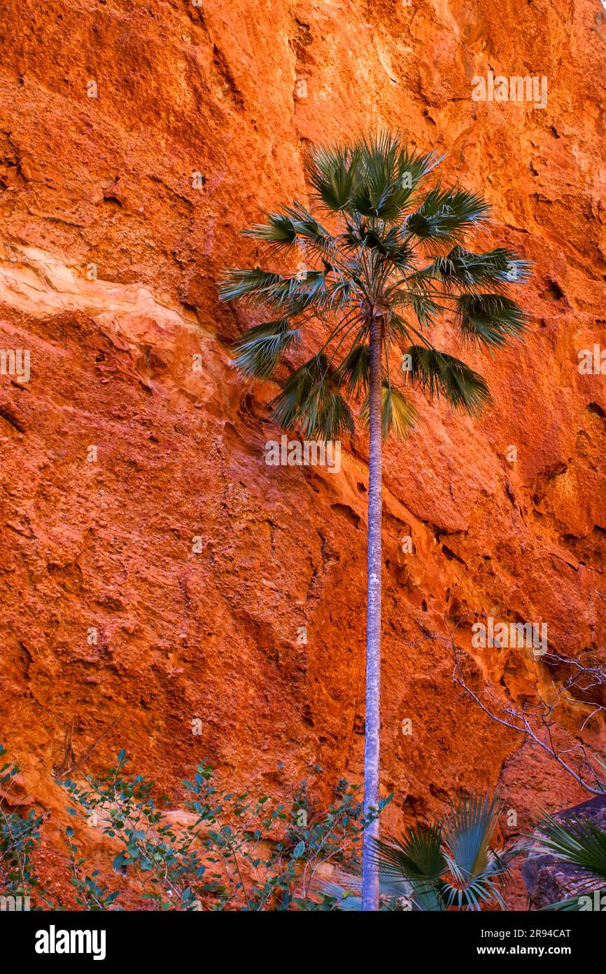 Livistona palm (Livistona victoriae) in front of red rock wall at Mini Palms Gorge, Purnululu (Bungle Bungles), Western Australia Stock Photo