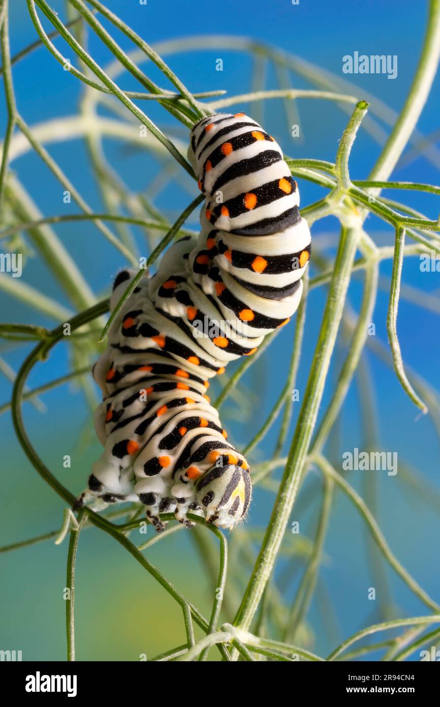 Caterpillar of the Maltese Swallowtail Butterfly (Papilio machaon subsp