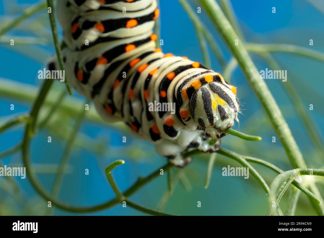 Caterpillar of the Maltese Swallowtail Butterfly (Papilio machaon subsp