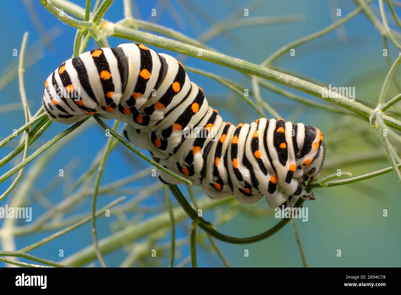 Caterpillar of the Maltese Swallowtail Butterfly (Papilio machaon subsp