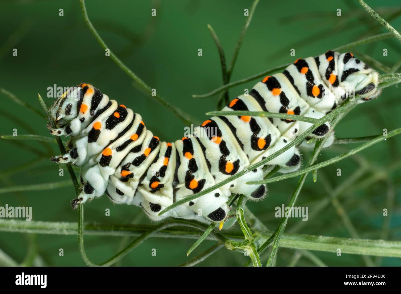 Caterpillar of the Maltese Swallowtail Butterfly (Papilio machaon subsp