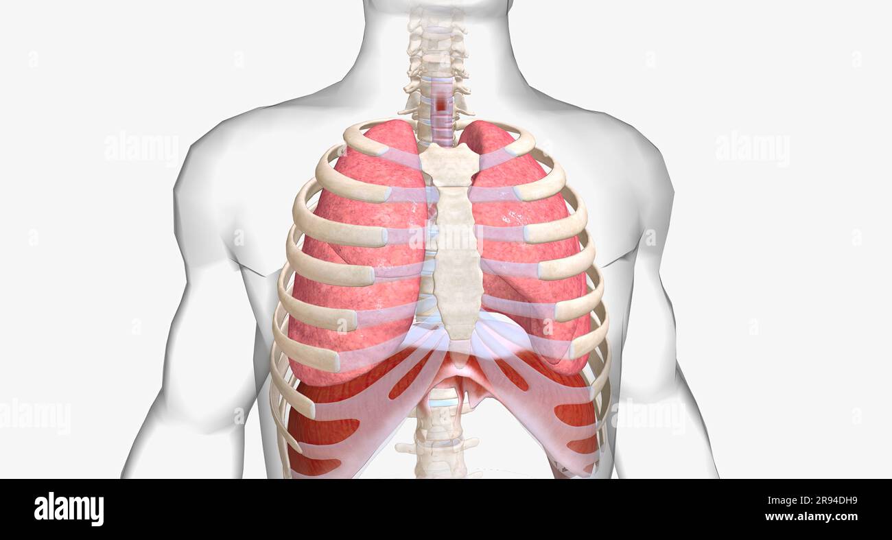 Normal breathing brings fresh oxygen down your trachea and into your
