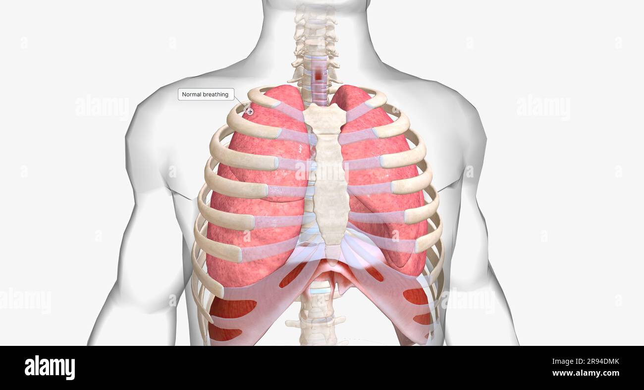 Normal breathing brings fresh oxygen down your trachea and into your
