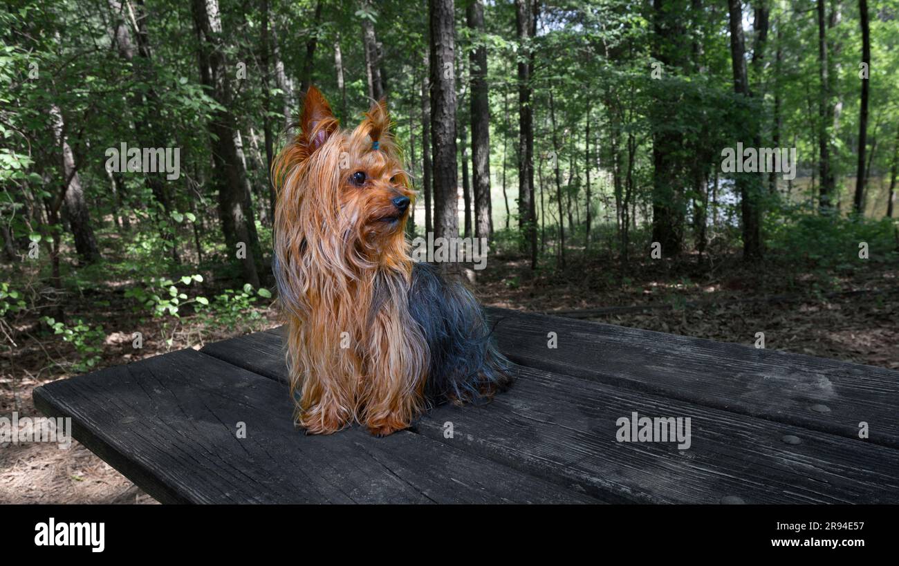 Small dog on a picnic table outdoors that has heard something in the forest Stock Photo