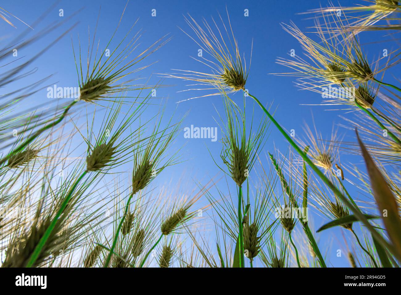 A low-angle shot of green Aegilops geniculatas  under the blue sky Stock Photo