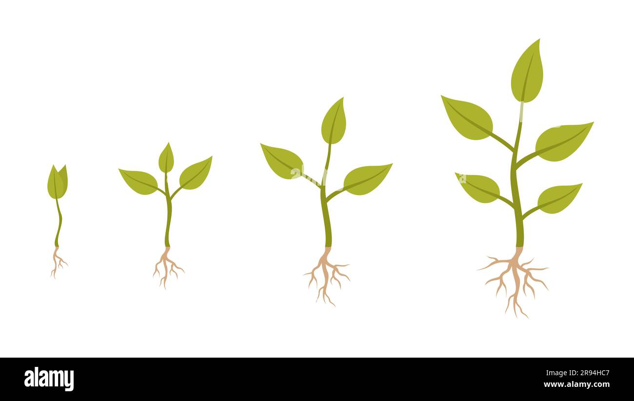Infographics of plant growth phases. Plants with roots isolated on a