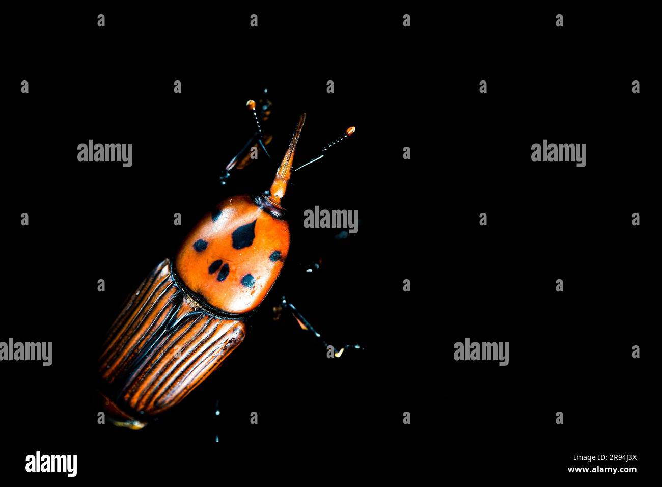 A closeup of a Rhynchophorus ferrugineus with a black background Stock ...
