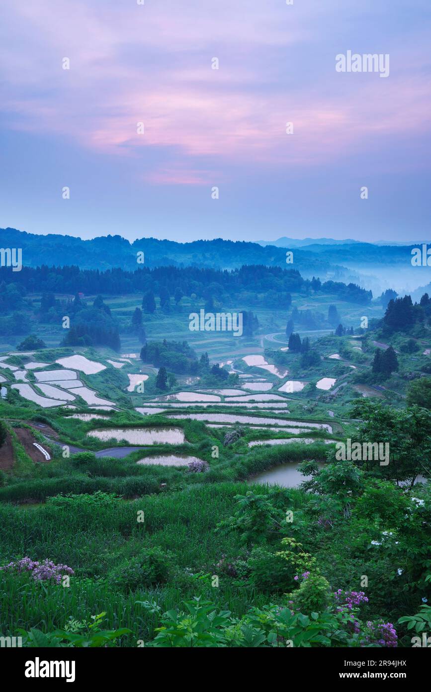 Samoki Rice Terraces Rice terraces of star pass hi-res stock photography and images - Alamy