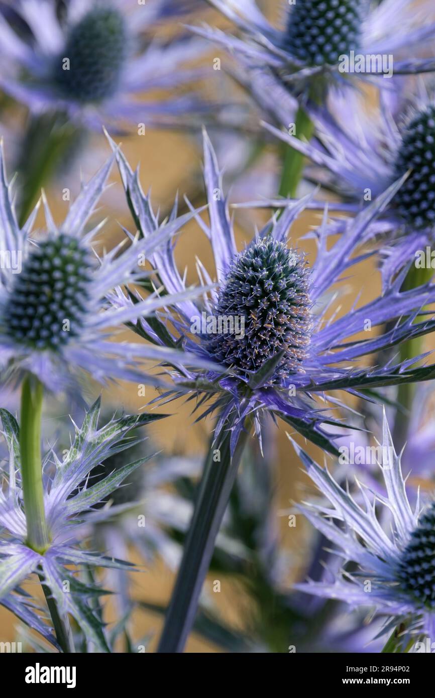 Eryngium x zabelii Big Blue, Sea holly, Perennial, cones surrounded by ruff of long and spiky bracts, dense blue flowers Stock Photo