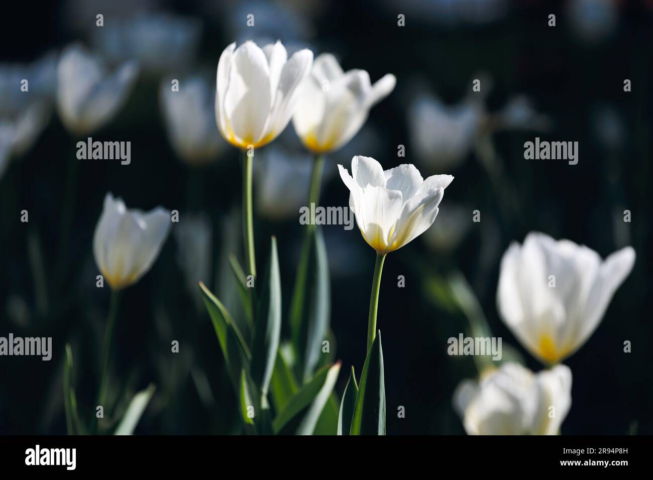 Beautiful white tulips flowerbed closeup. Flower background Stock Photo