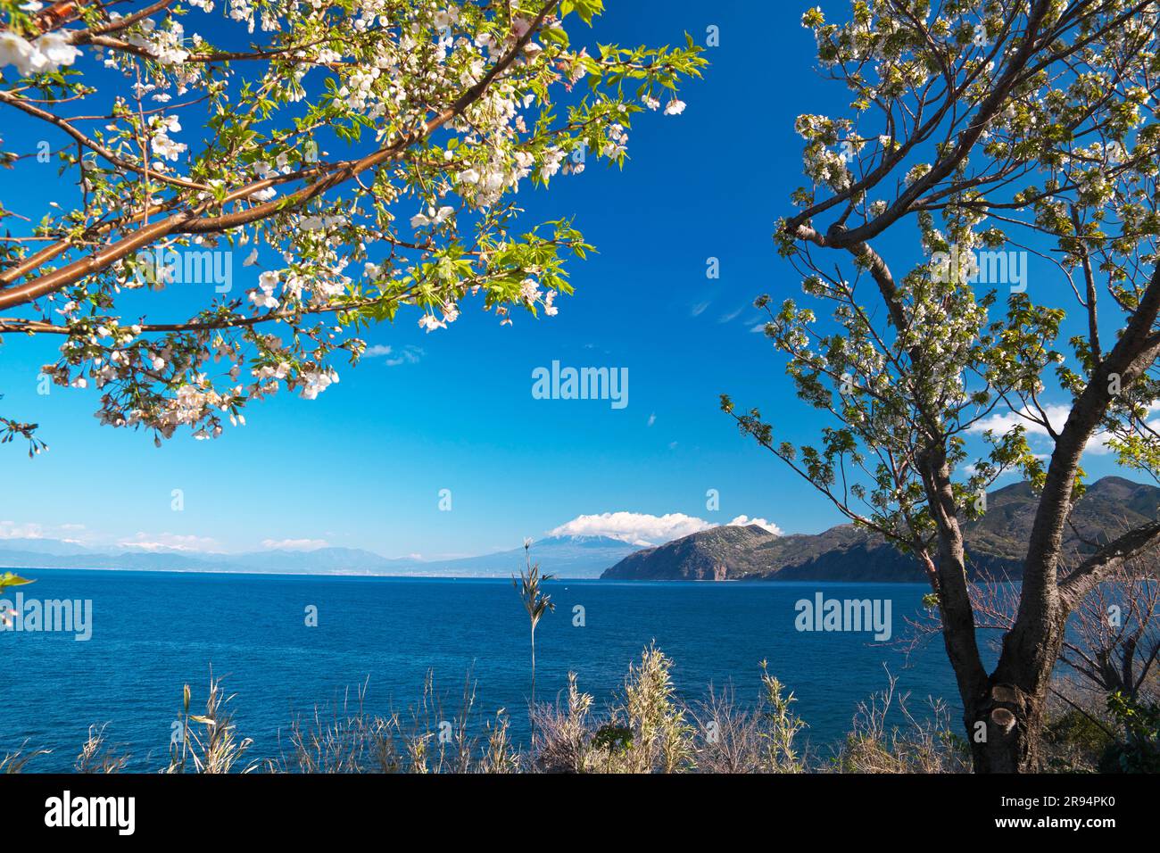 Fuji and Suruga Bay and Cherry Blossoms Stock Photo
