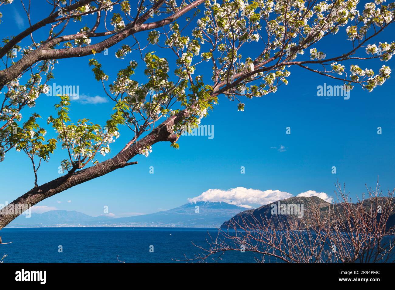 Fuji and Suruga Bay and Cherry Blossoms Stock Photo