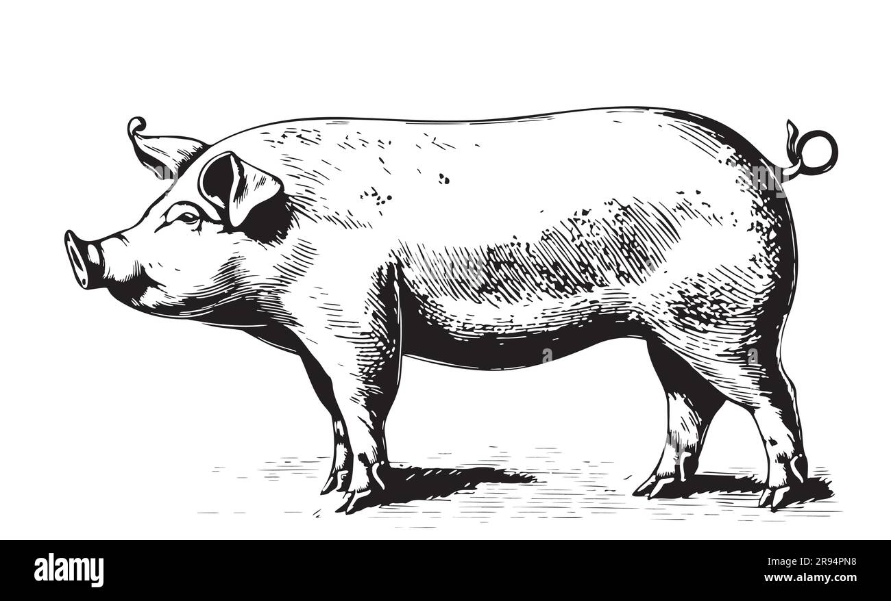 Farm Pig sketch hand drawn in doodle style illustration Stock Vector Image &amp; Art - Alamy