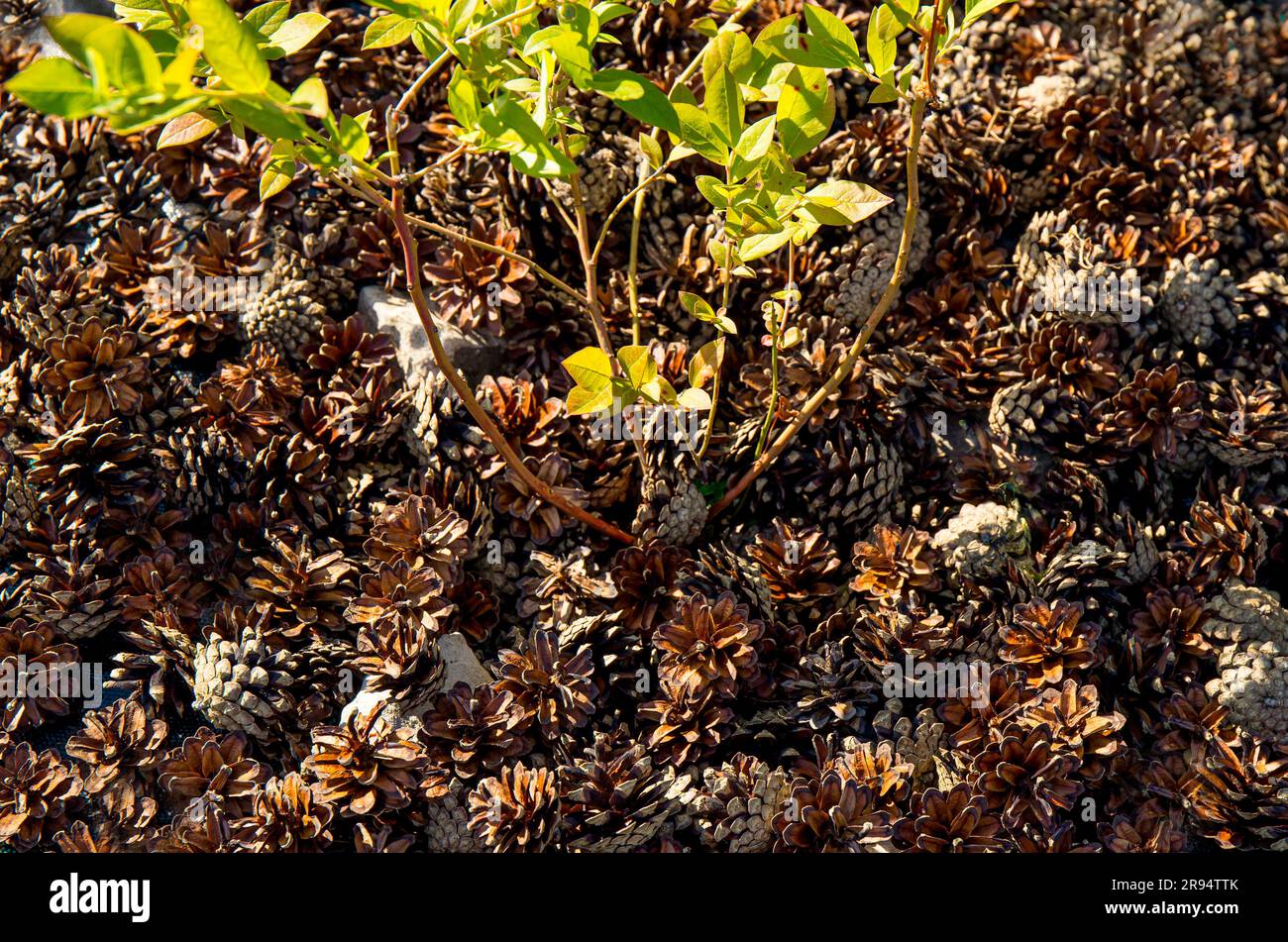 Blueberry bush( Vaccinium corymbosum) at home garden with pine cone