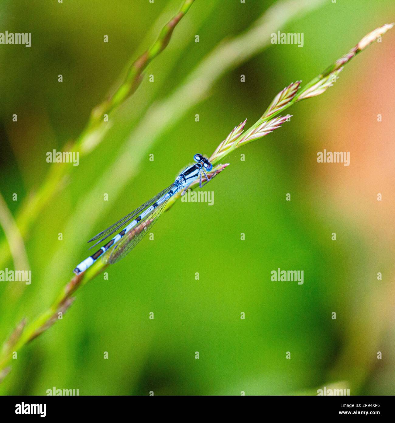 Uk dragonflies hi-res stock photography and images - Alamy