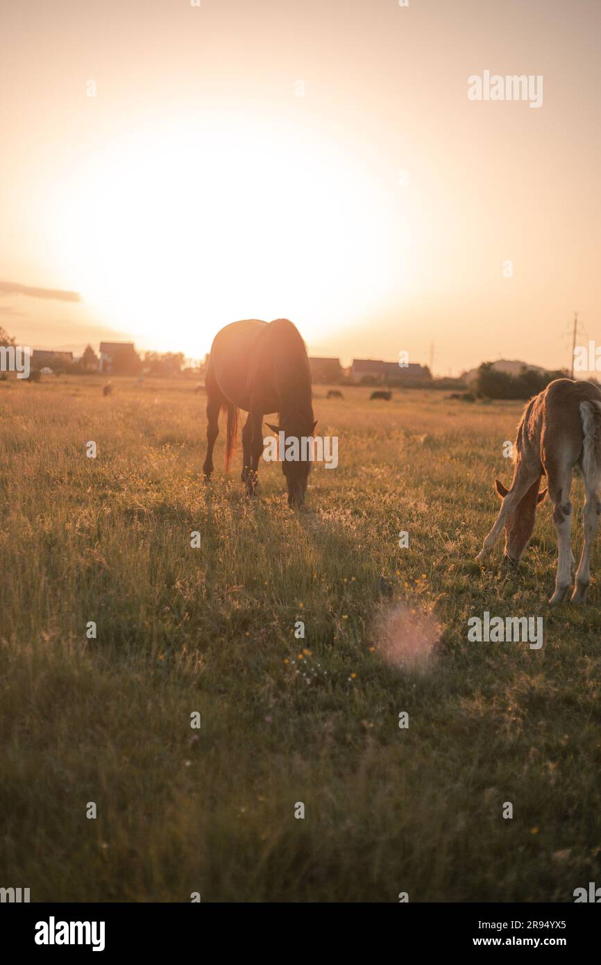 Comitiva de gado, peão de boiadeiro, boi, Cortege of Cattle, Peasant of  Cowboy, Ox, Bos taurus, Miranda, Mato Grosso do Sul, Brazil Stock Photo -  Alamy