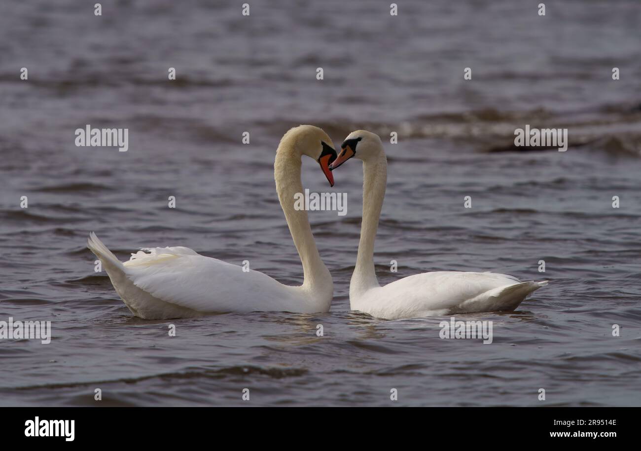 Swans engaging in mating ritual, Indianapolis, Indiana, March 2023