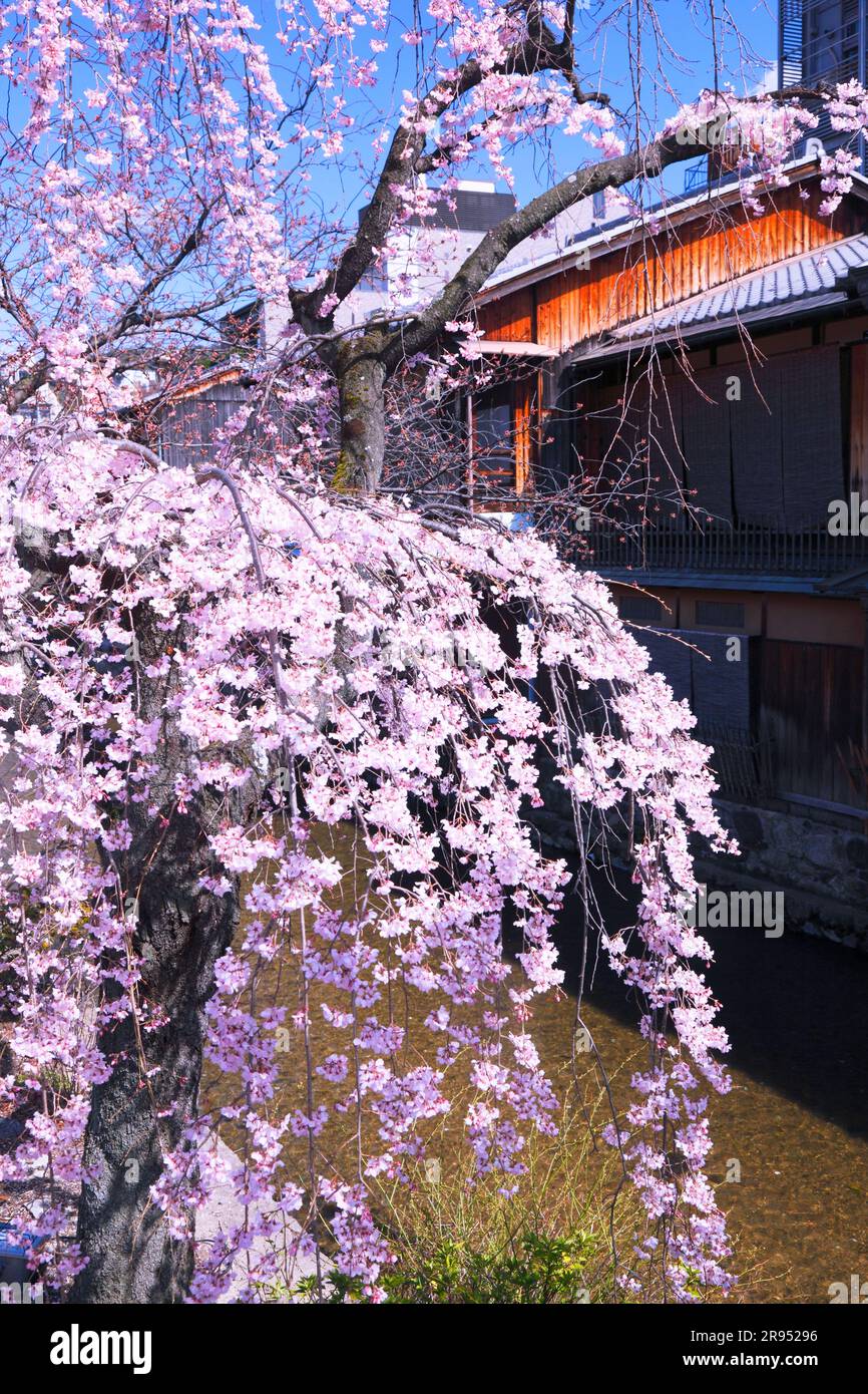 Gion Shirakawa River houses and weeping cherry Stock Photo