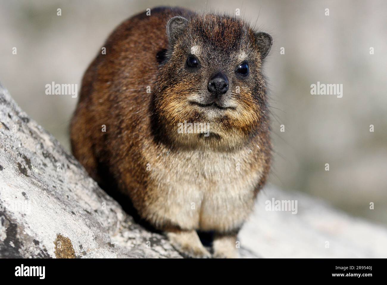Rock hyrax standing on granite boulder on Table Mountain's summit. Stock Photo