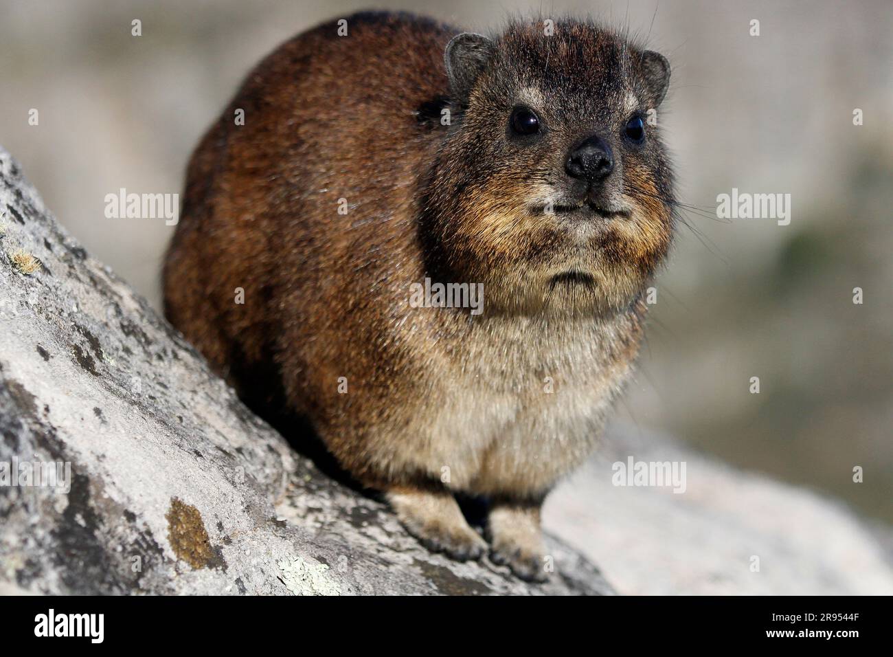 Rock hyrax standing on granite boulder on Table Mountain's summit. Stock Photo