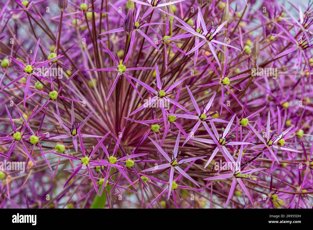 Allium cristophii, the Persian onion or star of Persia, in a domestic garden. Stock Photo