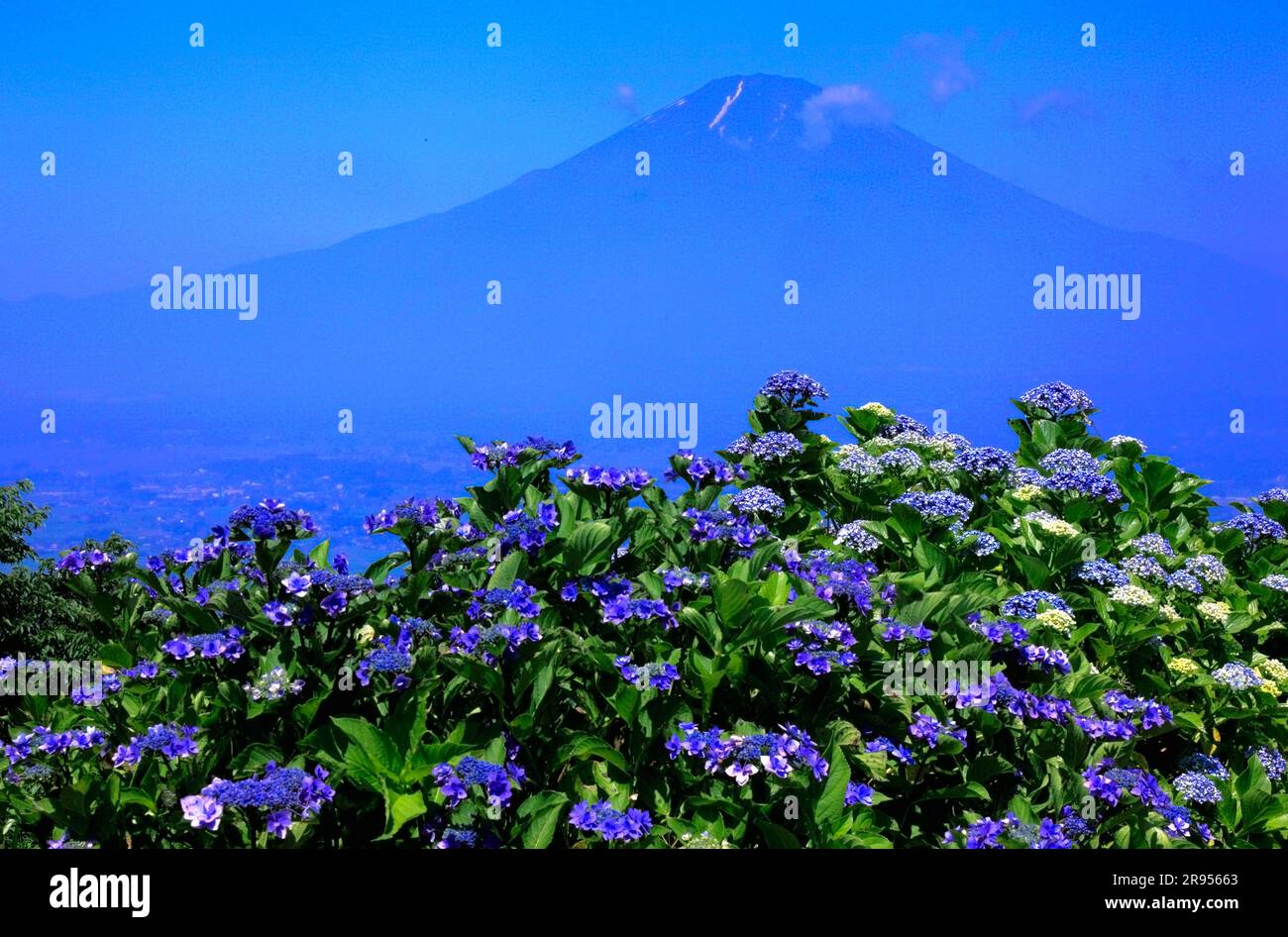 Mount Fuji and Hydrangea bloom Stock Photo