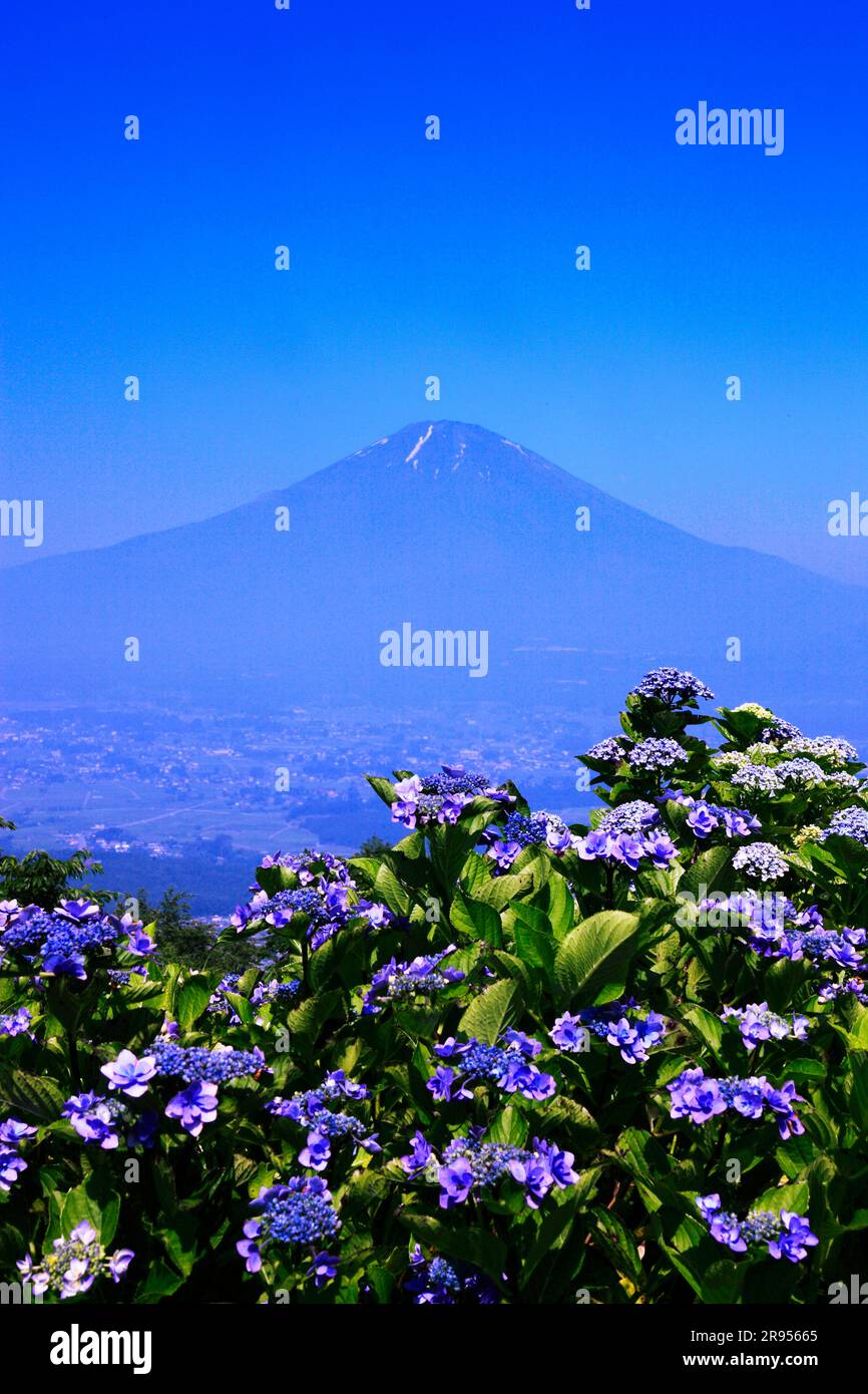 Mount Fuji and Hydrangea bloom Stock Photo