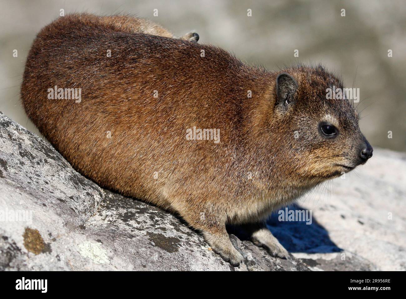 Rock hyrax standing on granite boulder on Table Mountain's summit. Stock Photo